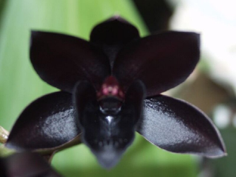 Black Orchid Flower