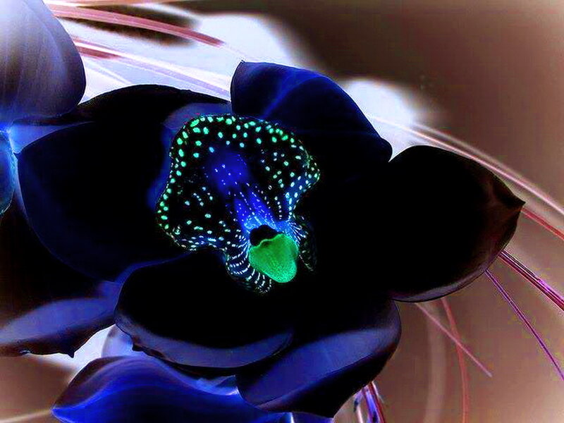 Black Orchid with Glowing Center