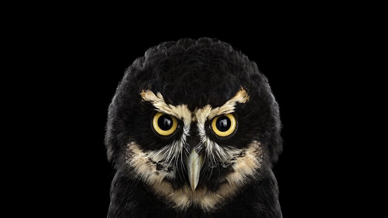 Black Owl with Yellow Eyes