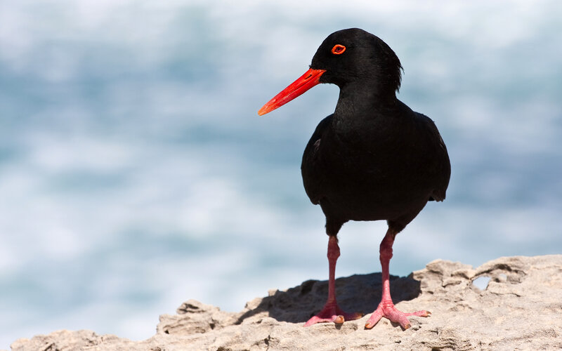 Black Oystercatcher Bird — Calm, Afternoon
