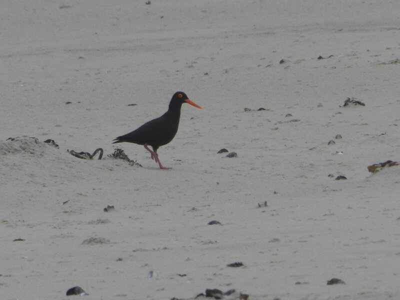 Black Oystercatcher Bird — Calm, Photograph