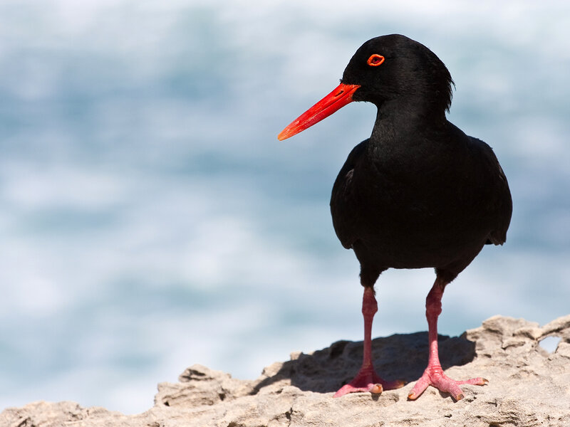 Black Oystercatcher Bird — Calm