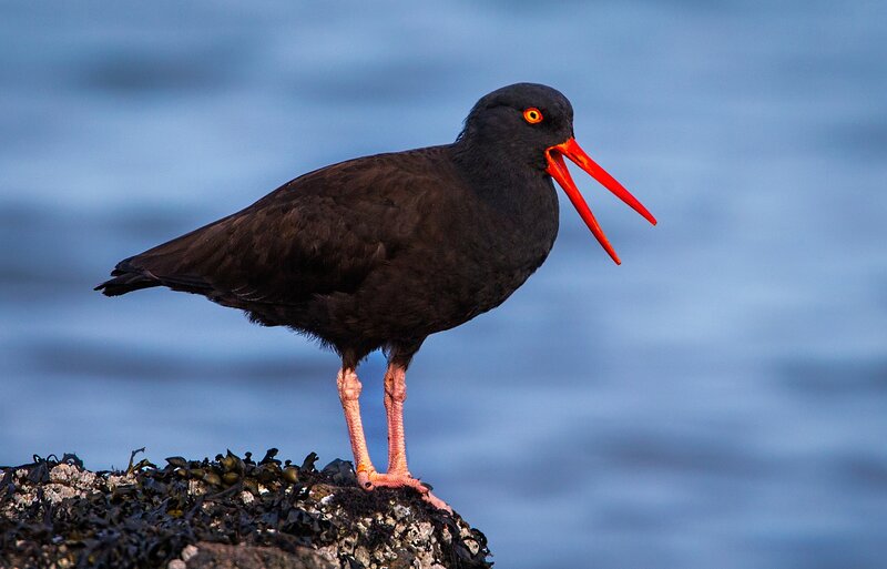 Black Oystercatcher Bird — Dramatic