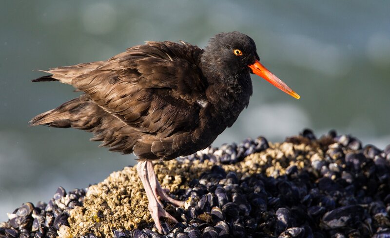 Black Oystercatcher Bird — Natural
