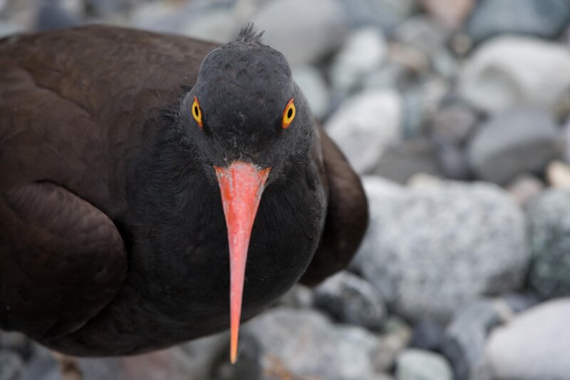 black oystercatcher bird