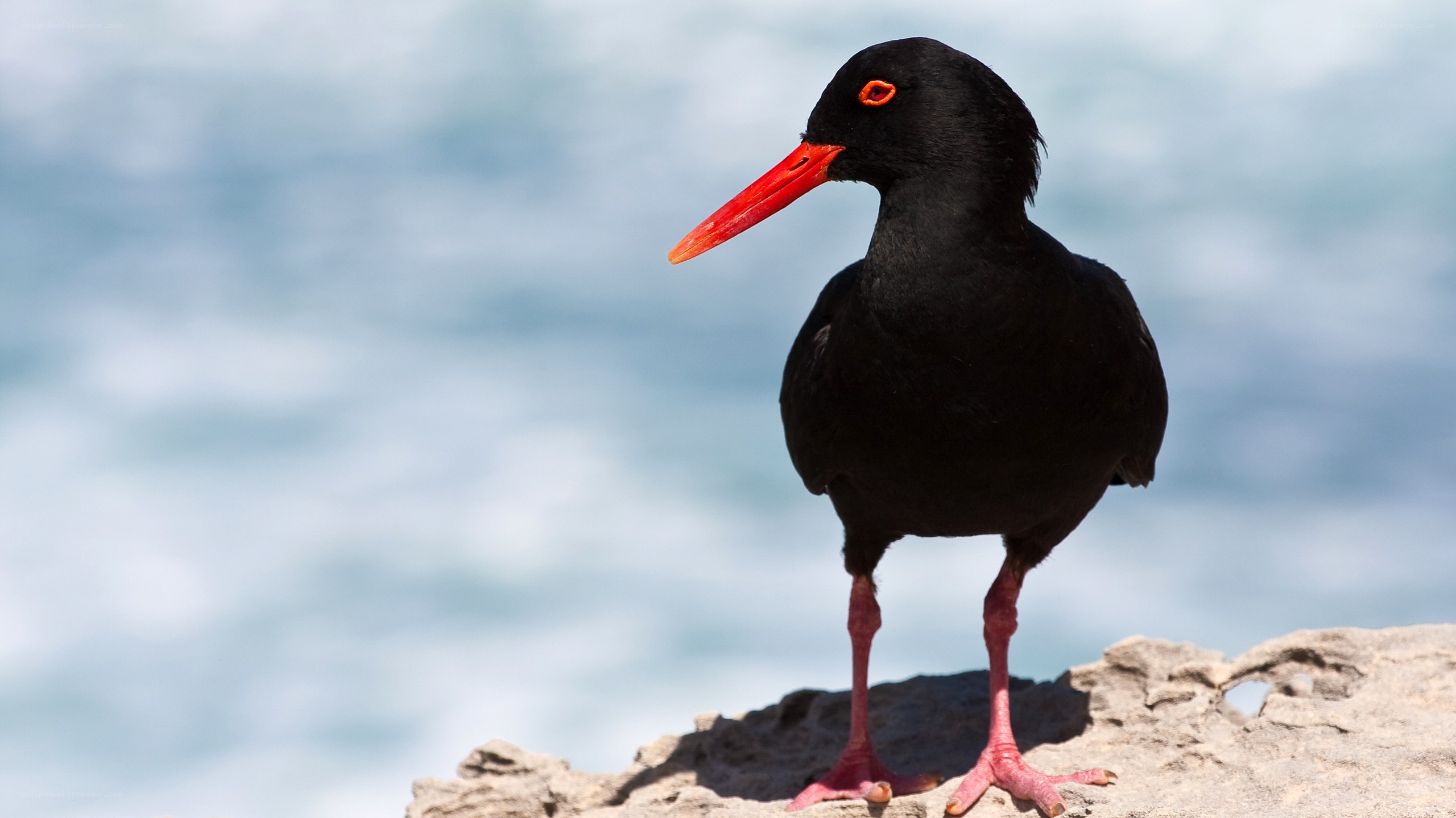 black oystercatcher on rock