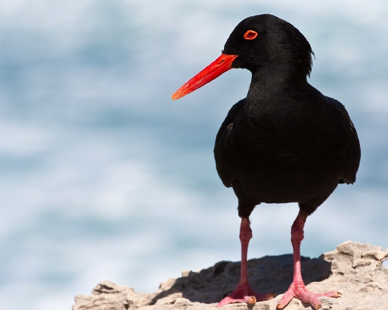 black oystercatcher on rock