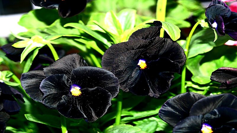 Black pansies with yellow centers