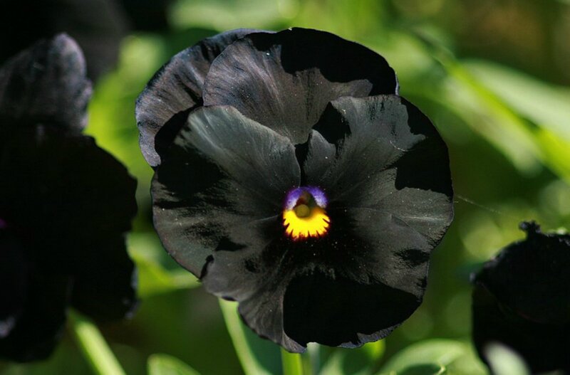Black Pansy Flower — Dramatic