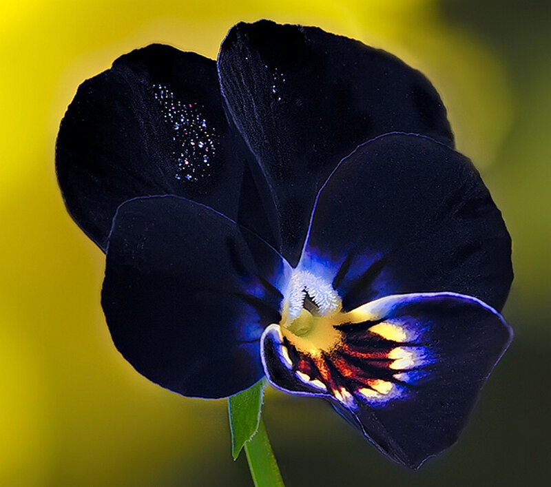 Black Pansy Flower