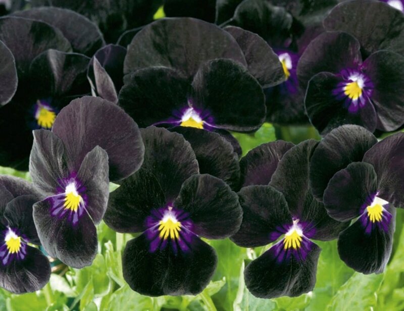 Black Pansy Flowers