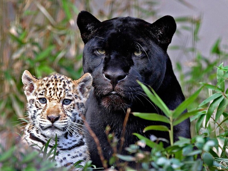 Black Panther and Cub — Calm