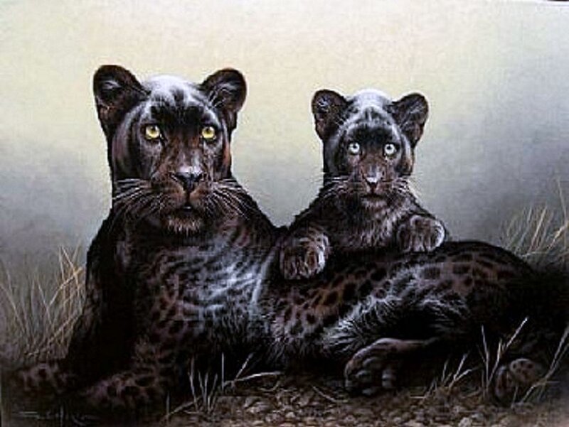 Black panther and cub