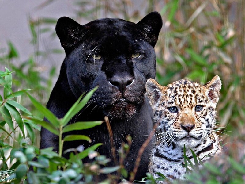 Black Panther and Jaguar Cub — Calm