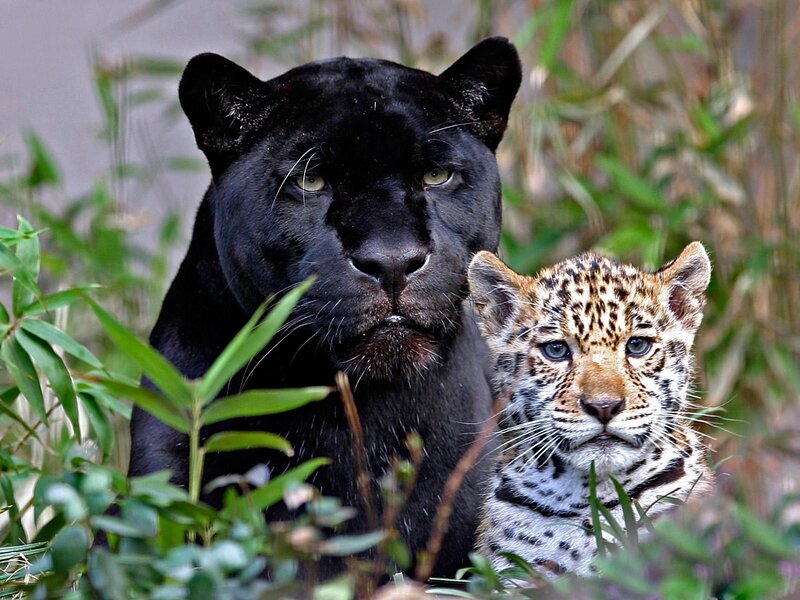 Black Panther and Jaguar Cub