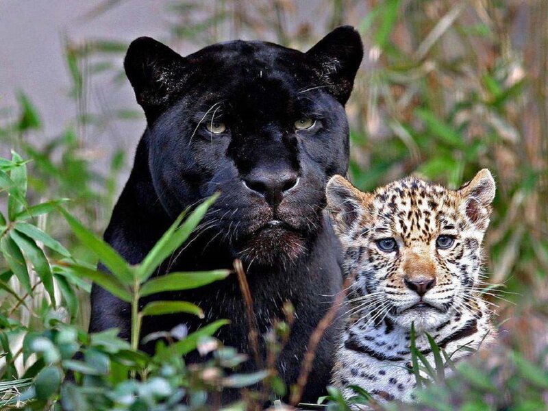 Black Panther and Leopard Cub