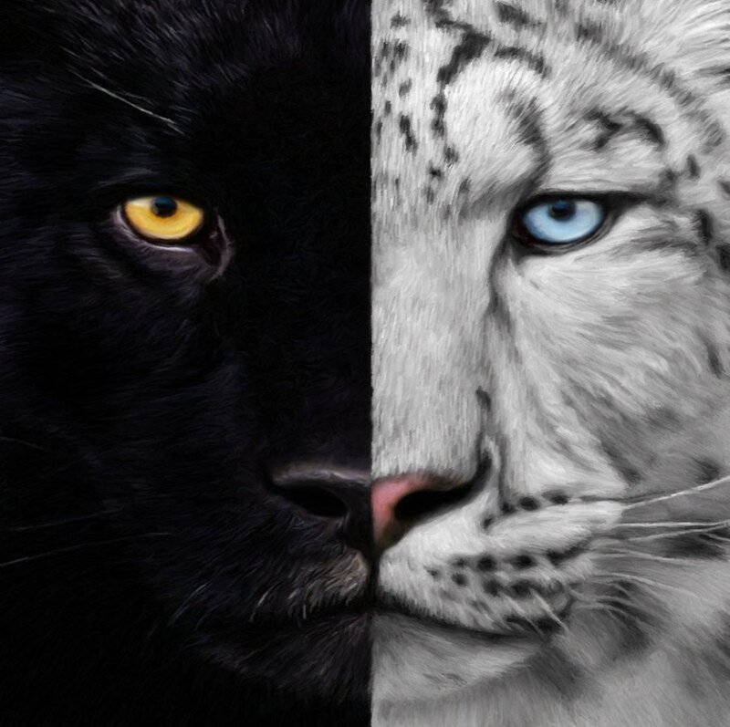 Black Panther and Snow Leopard