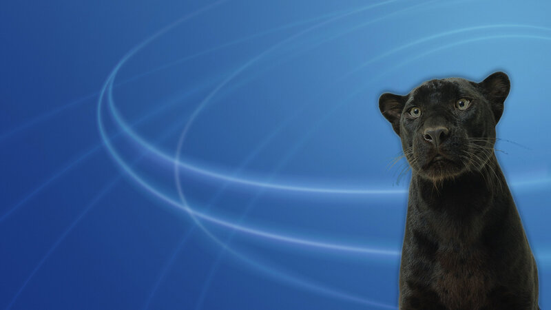 Black Panther — Blue, Calm