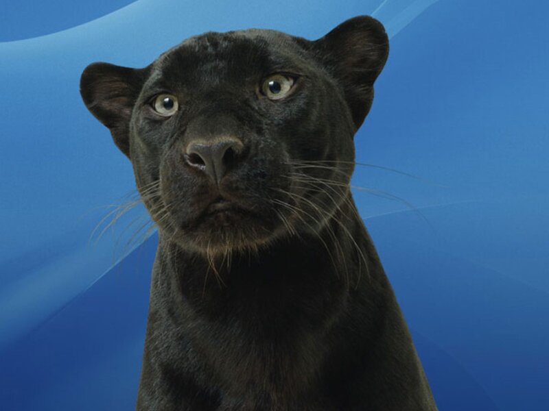 Black Panther — Blue, Neutral