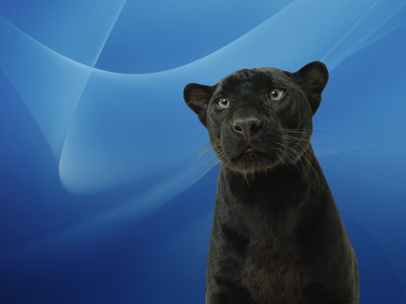 Black Panther — Blue