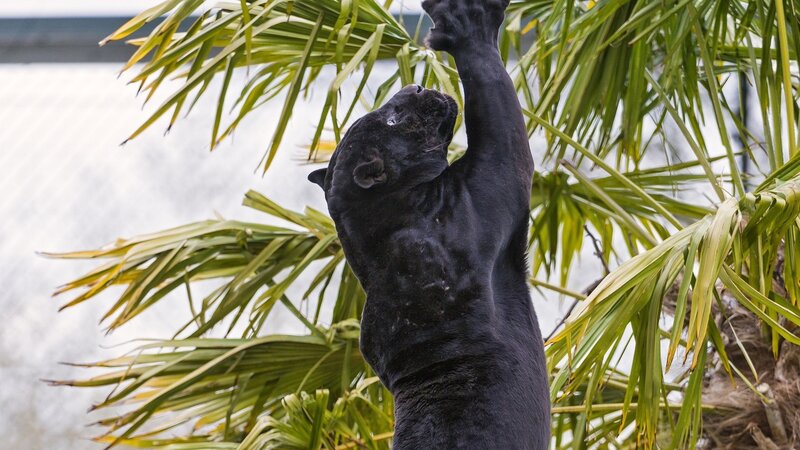 Black Panther Climbing