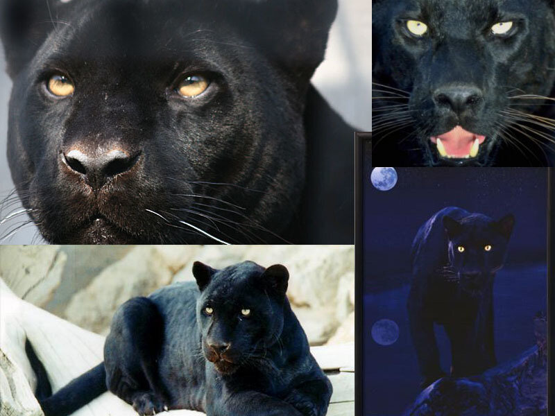 Black panther collage
