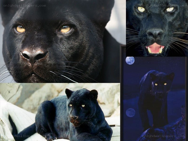 Black panther collage