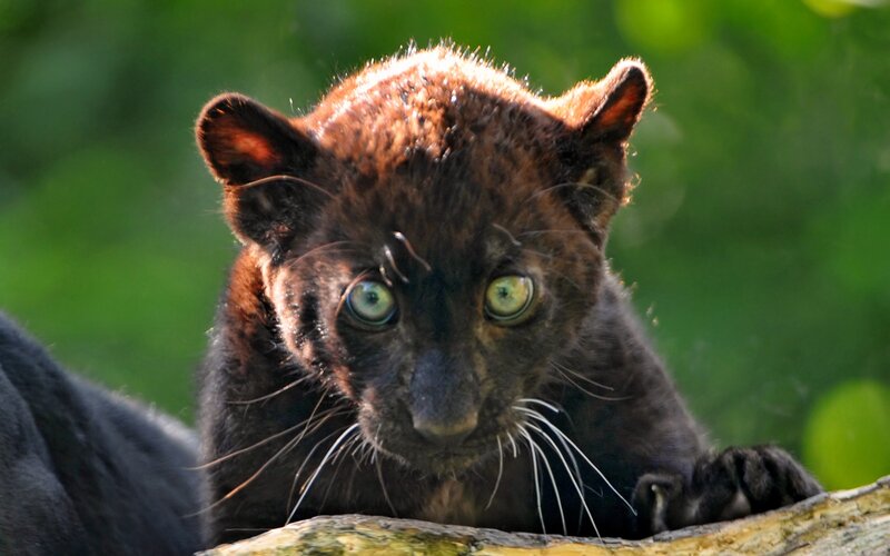 Black Panther Cub — Alert