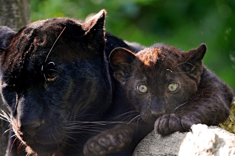 Black Panther Cub — Calm
