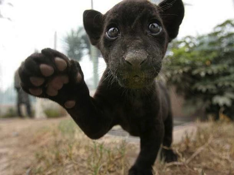 Black Panther Cub — Curious