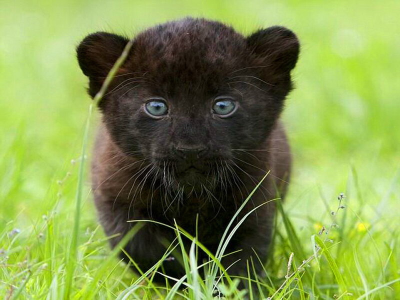 Black Panther Cub — Green