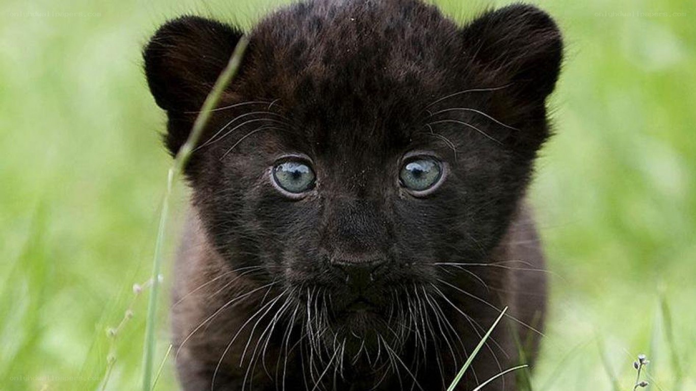 black panther cub in grass