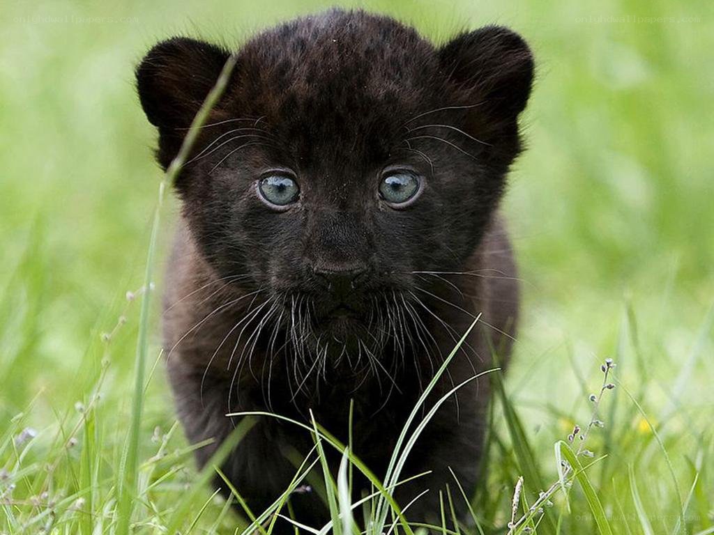 black panther cub in grass