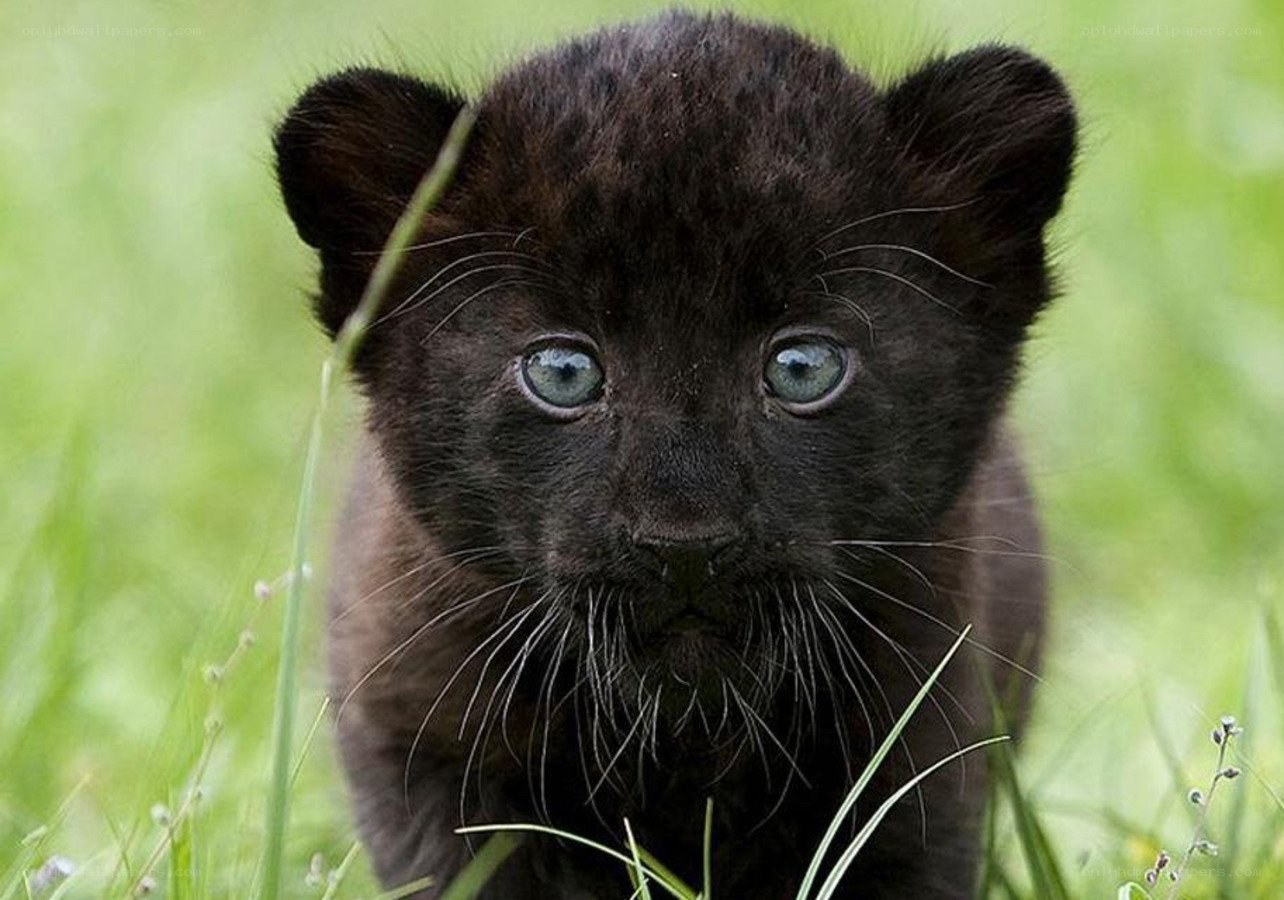 black panther cub in grass