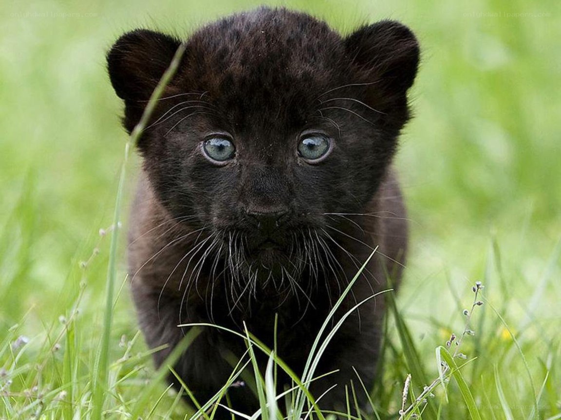 black panther cub in grass