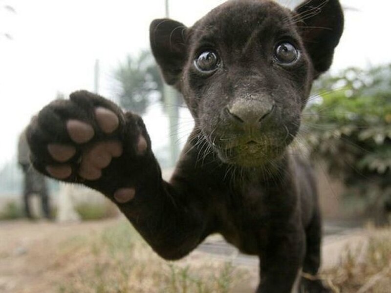 Black Panther Cub