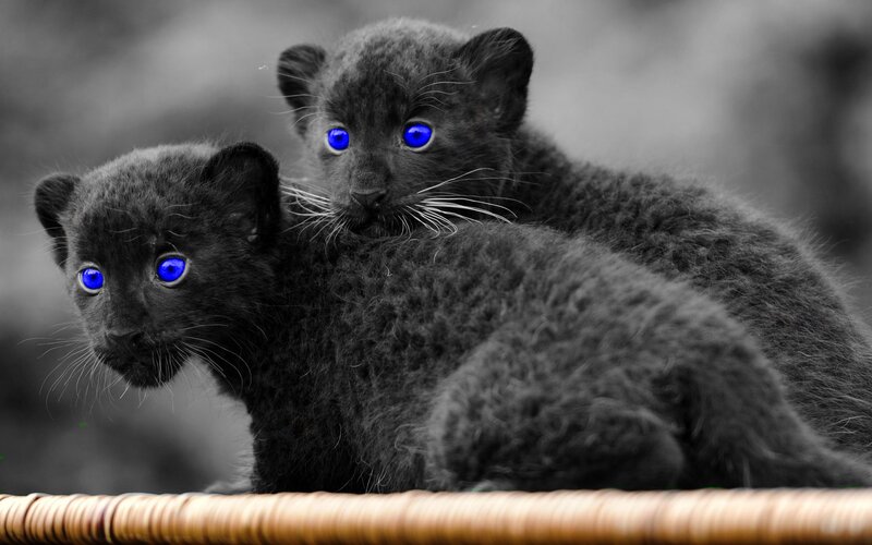 Black Panther Cubs — Curious, Photograph