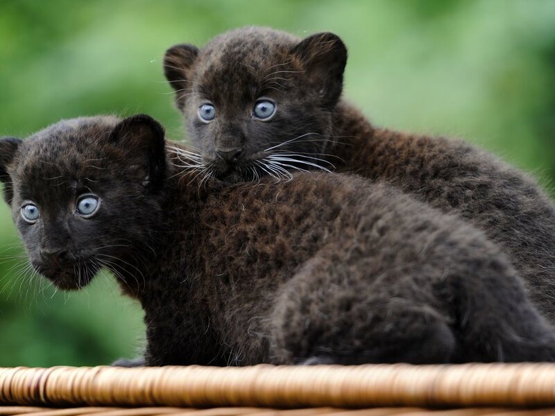 Black Panther Cubs