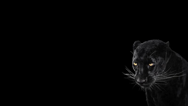 Black Panther — Dramatic, Photograph