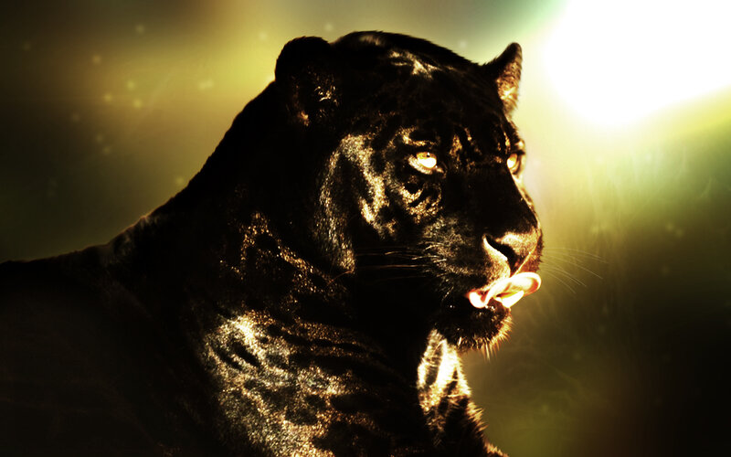 Black Panther — Dramatic