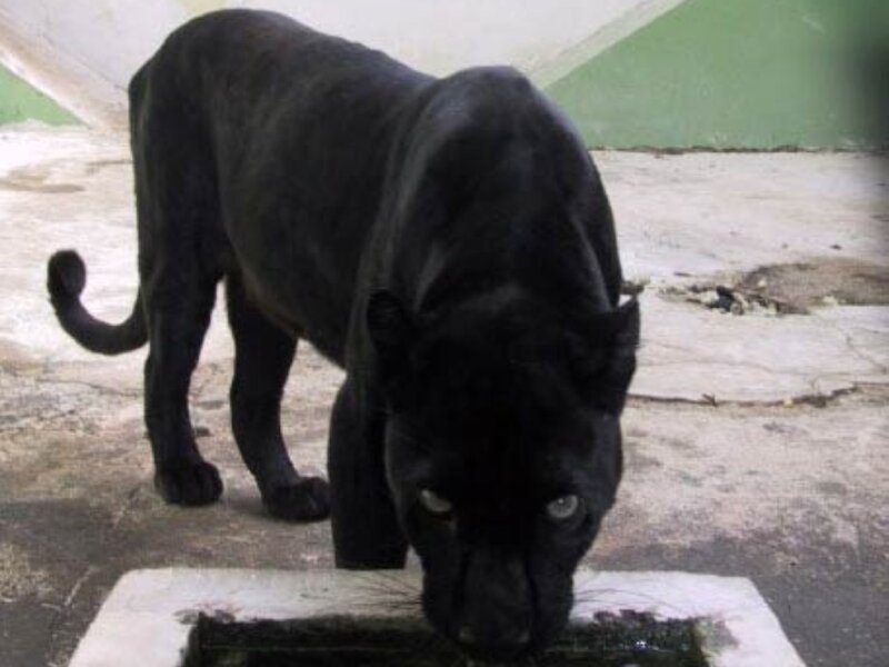 Black Panther Drinking