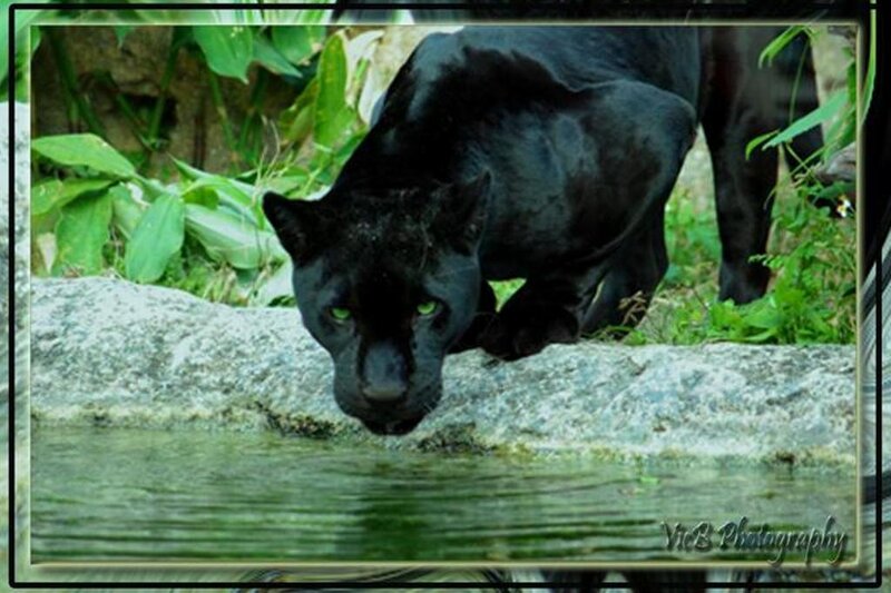 black panther drinking water