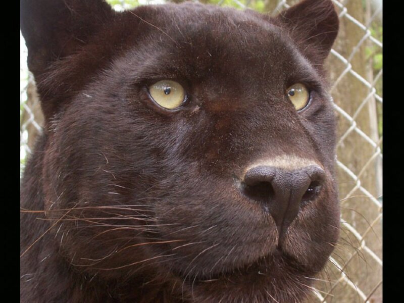 Black Panther Face — Brown