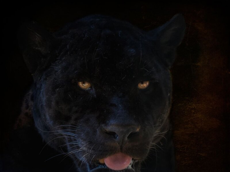 Black Panther Face — Dark, Night