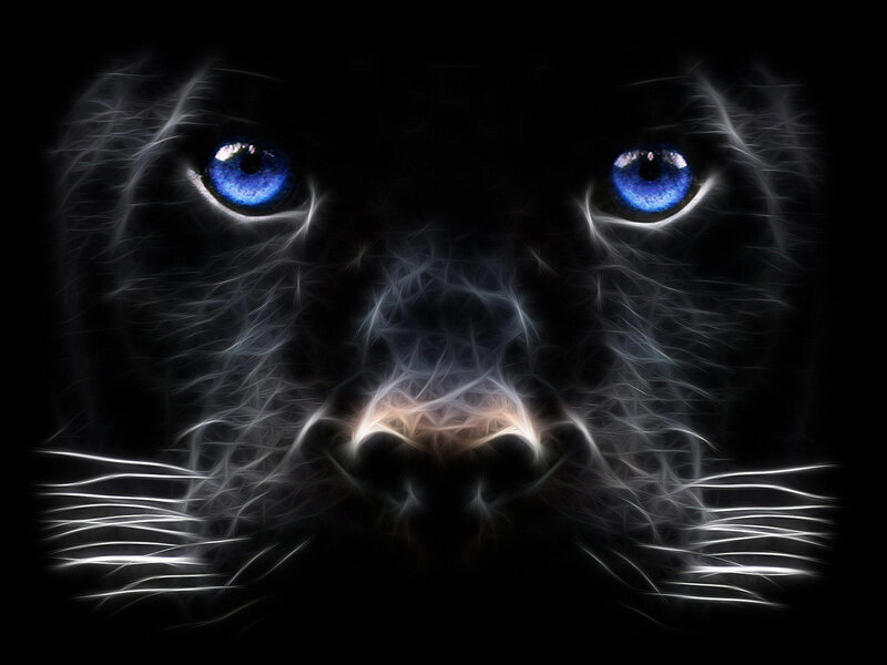 Black Panther Face — Dramatic, Digital Art, Eyes, Whiskers, Nose, Blue