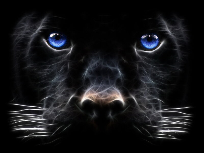 Black Panther Face — Dramatic, Digital Art, Eyes, Whiskers, Nose