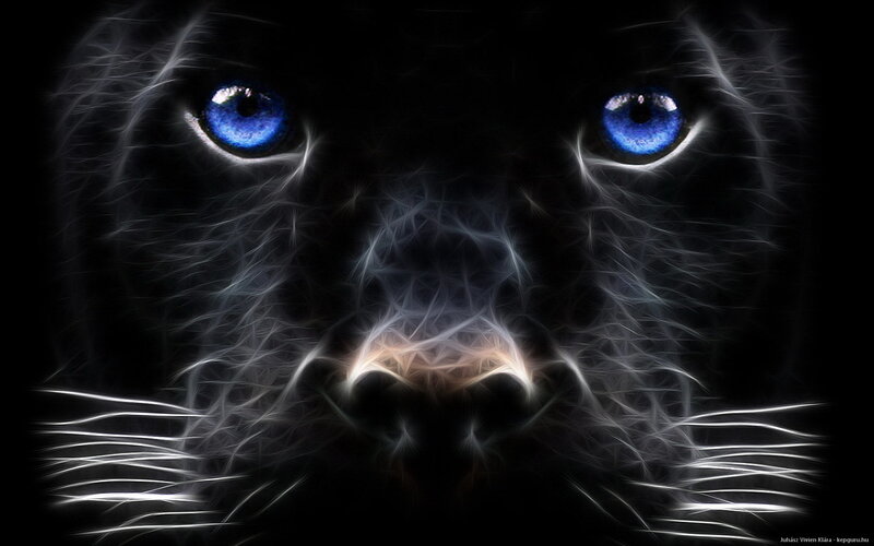 Black Panther Face — Dramatic, Night