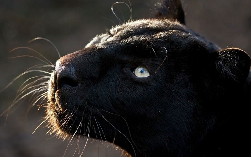 Black Panther Face — Dramatic, Sunset