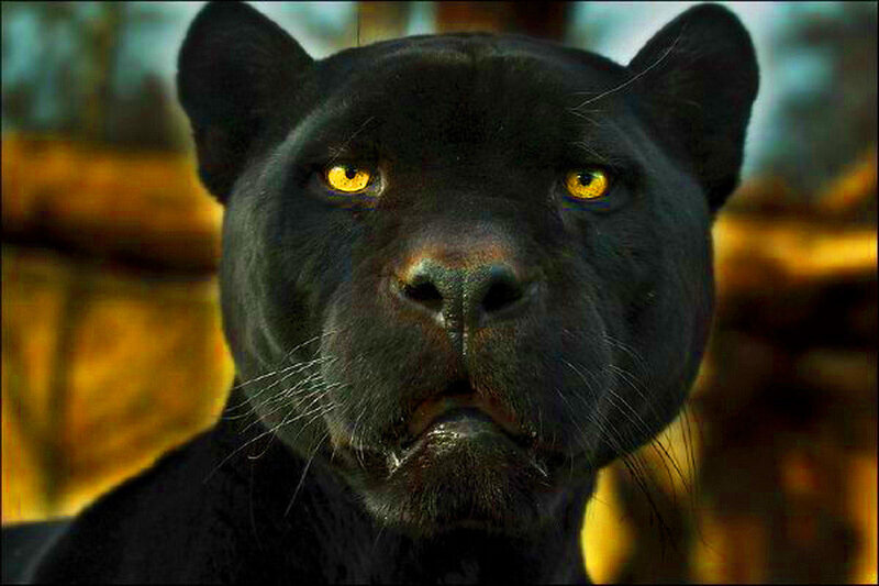 Black Panther Face — Intense, 3d Render