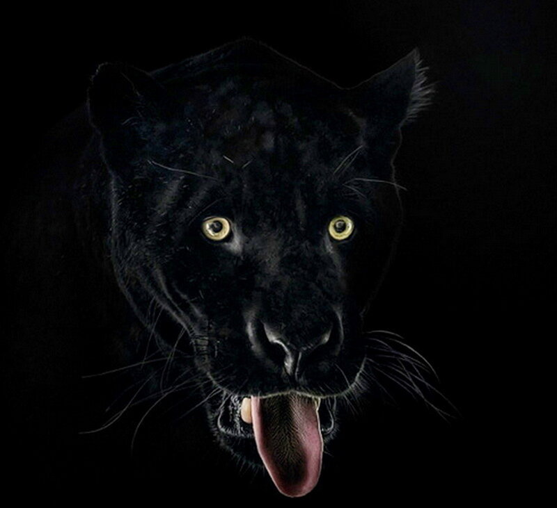 Black Panther Face — Intense, Night